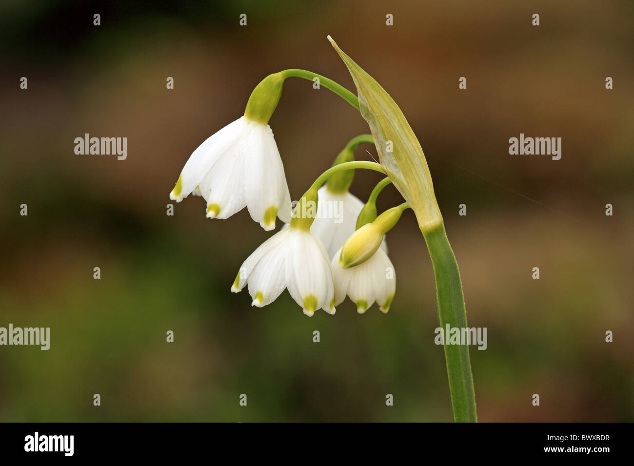 Spring Snowflake Leucojum vernum close-up flowers Stock Photo - Alamy