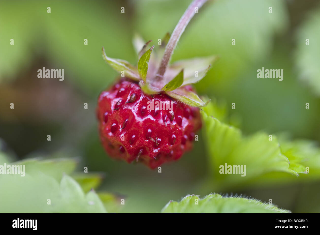 Strawberry Strawberries Fragaria Vesca Red Berry Berries Wild ...