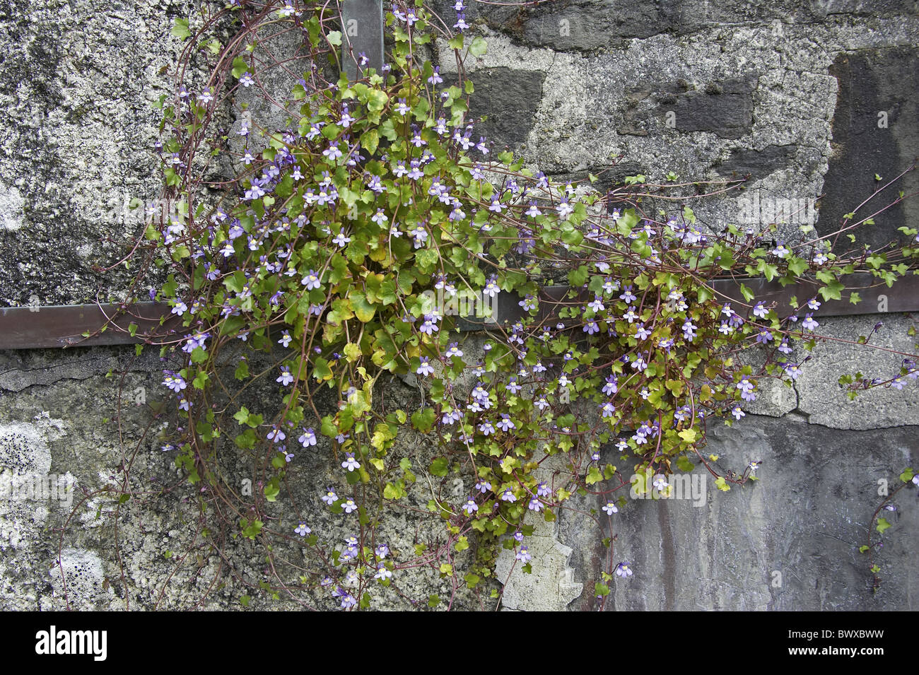 Ivy-Leaved Toadflax Cymbalaria muralis Devon Spring spring toadflax Figwort family Scrophulariaceae flower flowers plant plants Stock Photo