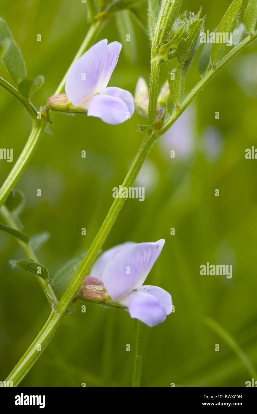 Common Vetch Vetchs Vicia sativa Wildflower Wildflowers Leguminosae