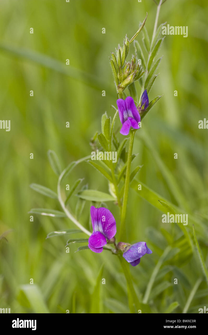 Vicia Common Vetch 25g Seed British Wild Flower