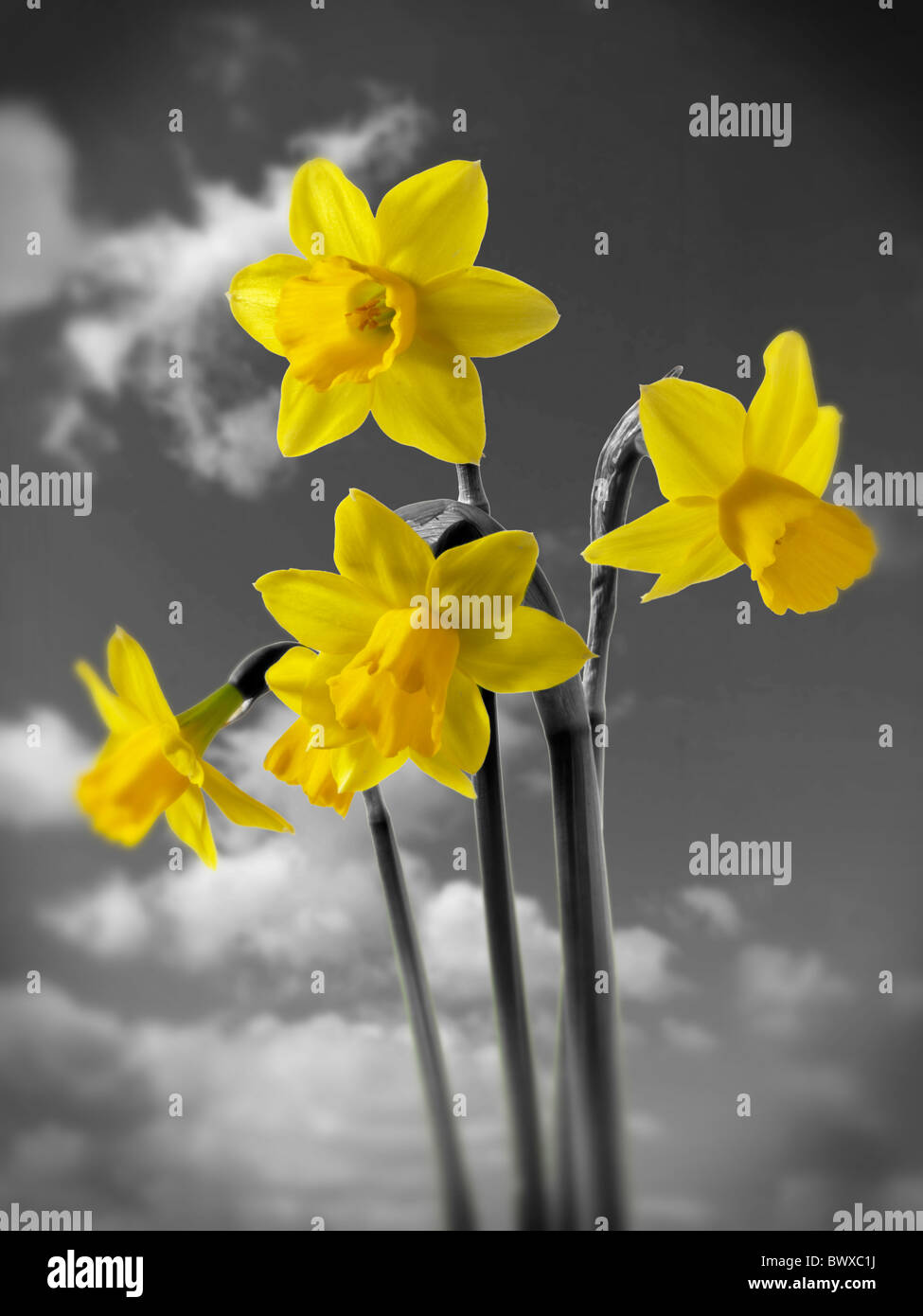 Spring daffodils flowering Stock Photo