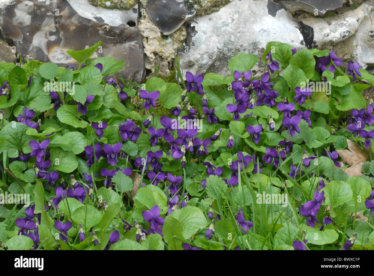 Sweet violets Viola odorata wall flint patch group berkshire flower
