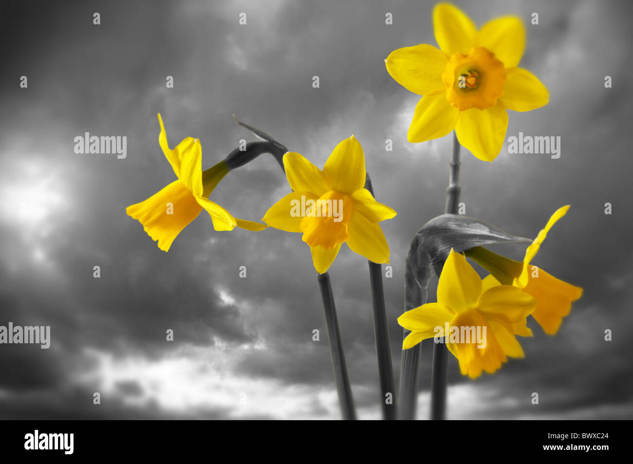 Spring daffodils flowering Stock Photo
