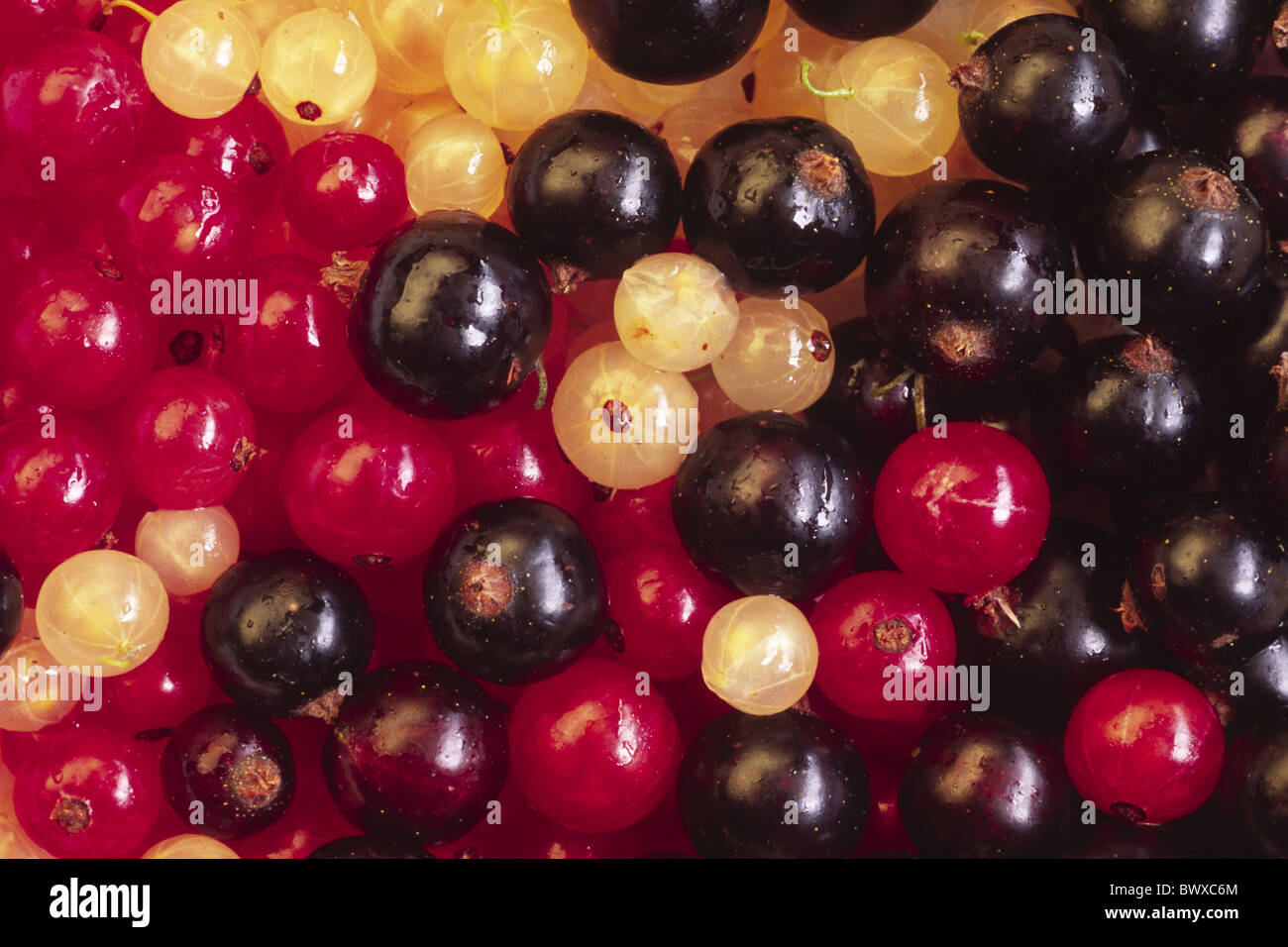 Ribes rubrum nigrum black white red currant blackcurrant redcurrant whitecurrant nature natural environment environmental Stock Photo