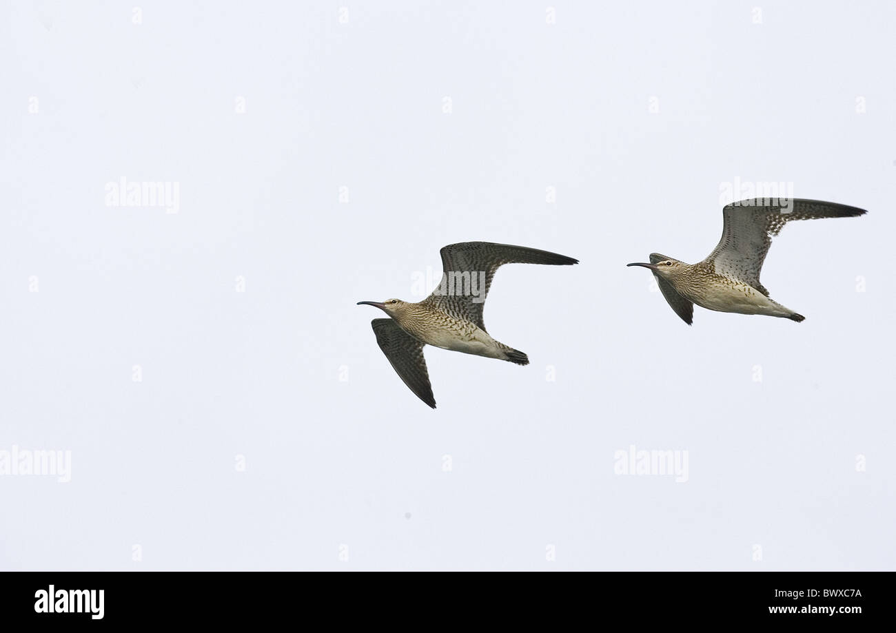 Whimbrel (Numenius phaeopus) two adults, in flight, migrants, Senegal Stock Photo
