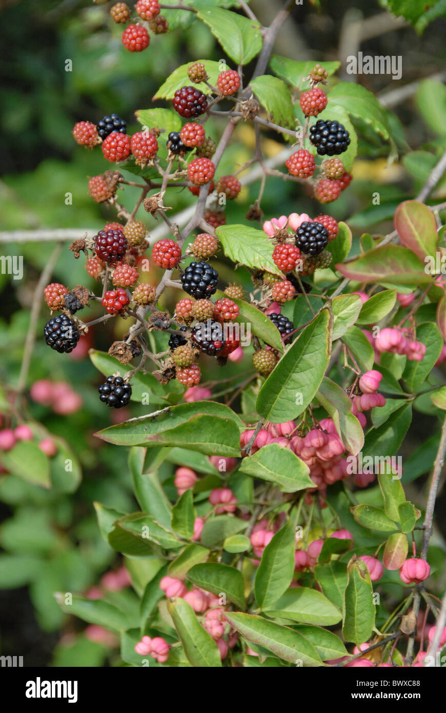 blackberries spindletree seed cases plant plants bramble brambles