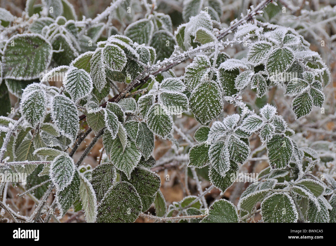 leaves frost freeze cold winter plant plants bramble brambles blackberry blackberries shrub