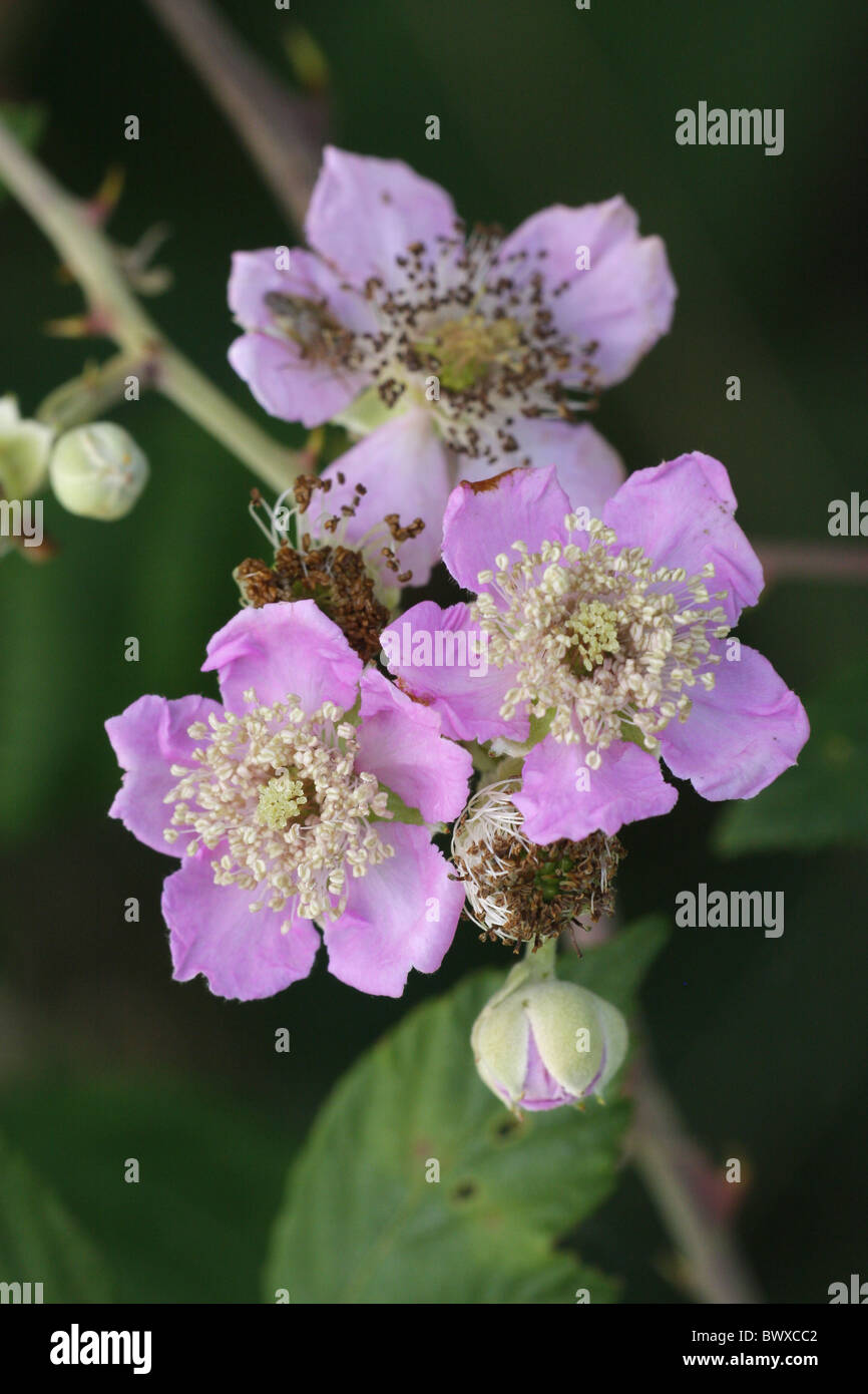 Elm-leaved Bramble Rubus ulmifolius close-up Stock Photo