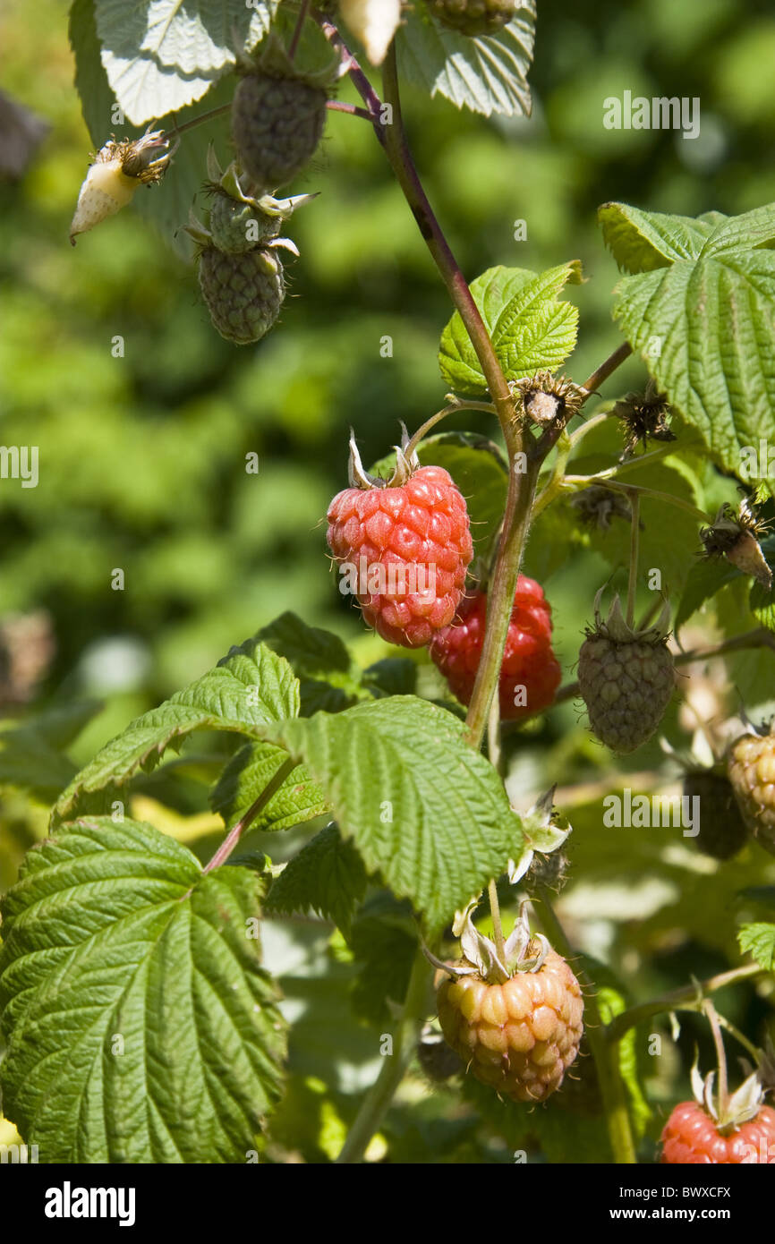berry berries crop crops cropping farm farming farms fruit fruits plant plants red raspberry ...
