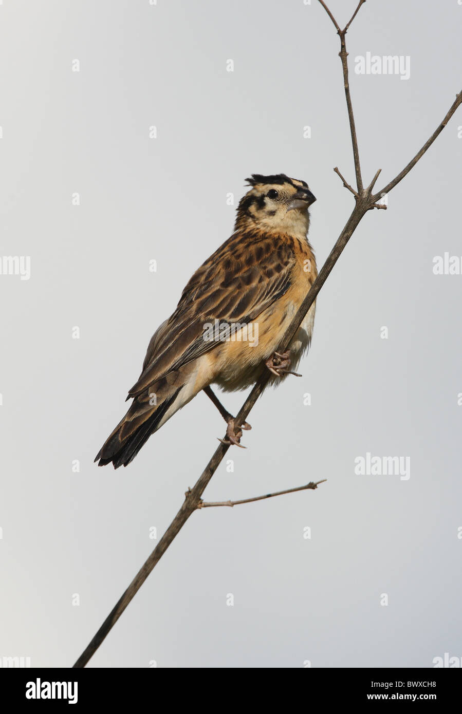 East african paradise whydah hi-res stock photography and images - Alamy