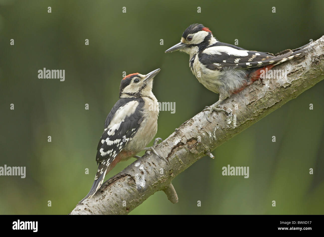 Greater Spotted Woodpecker (Dendrocopus major) adult male with young