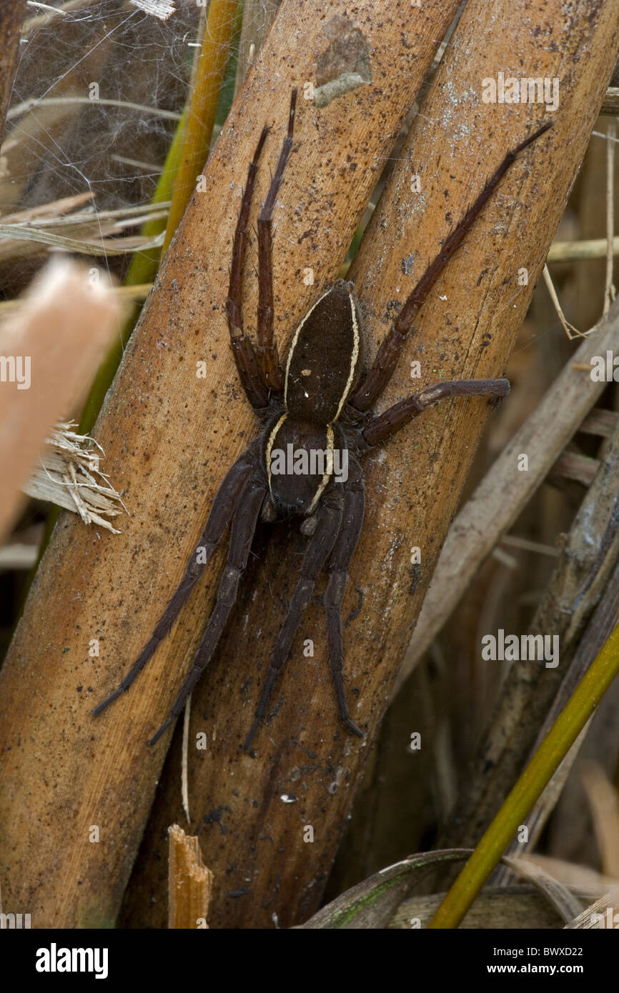 Fen Raft Spider (Dolomedes plantarius) Endangered Species Stock Photo