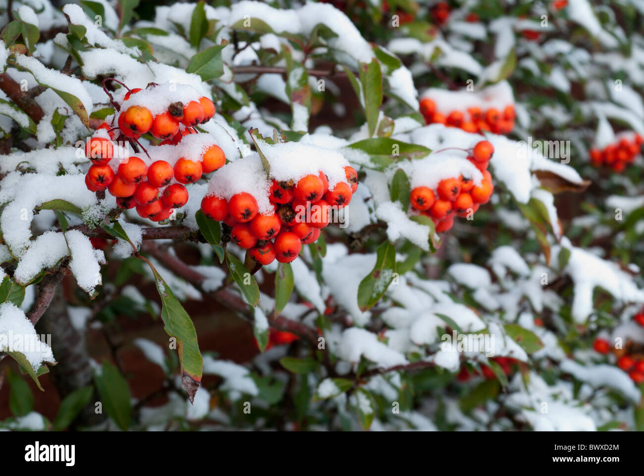 Frozen Snow on Pyracantha (Firethorn) Hedge and Berries Stock Photo