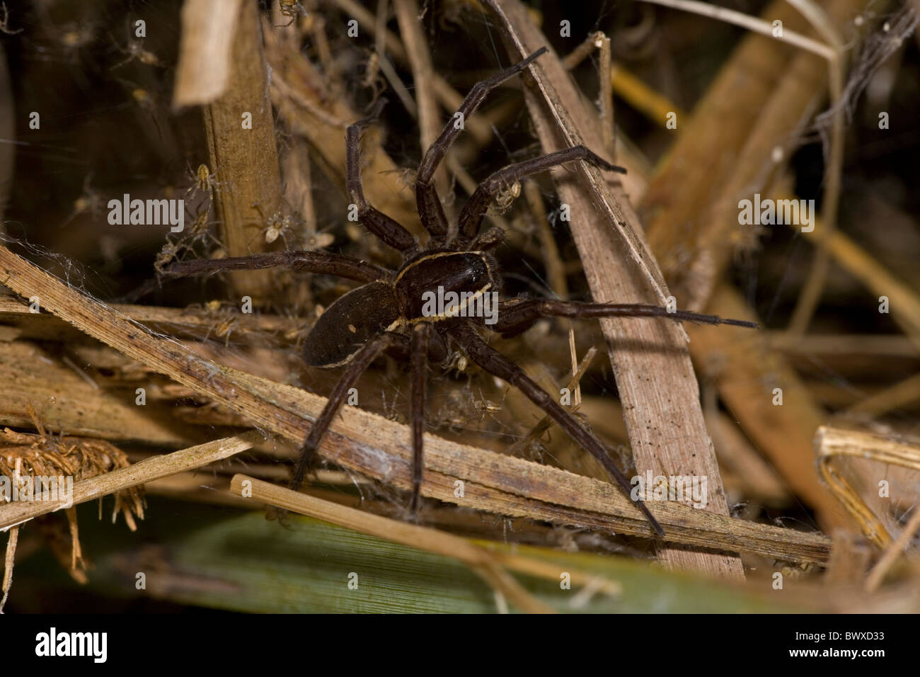 Fen Raft Spider (Dolomedes plantarius) Endangered Species with young Stock Photo