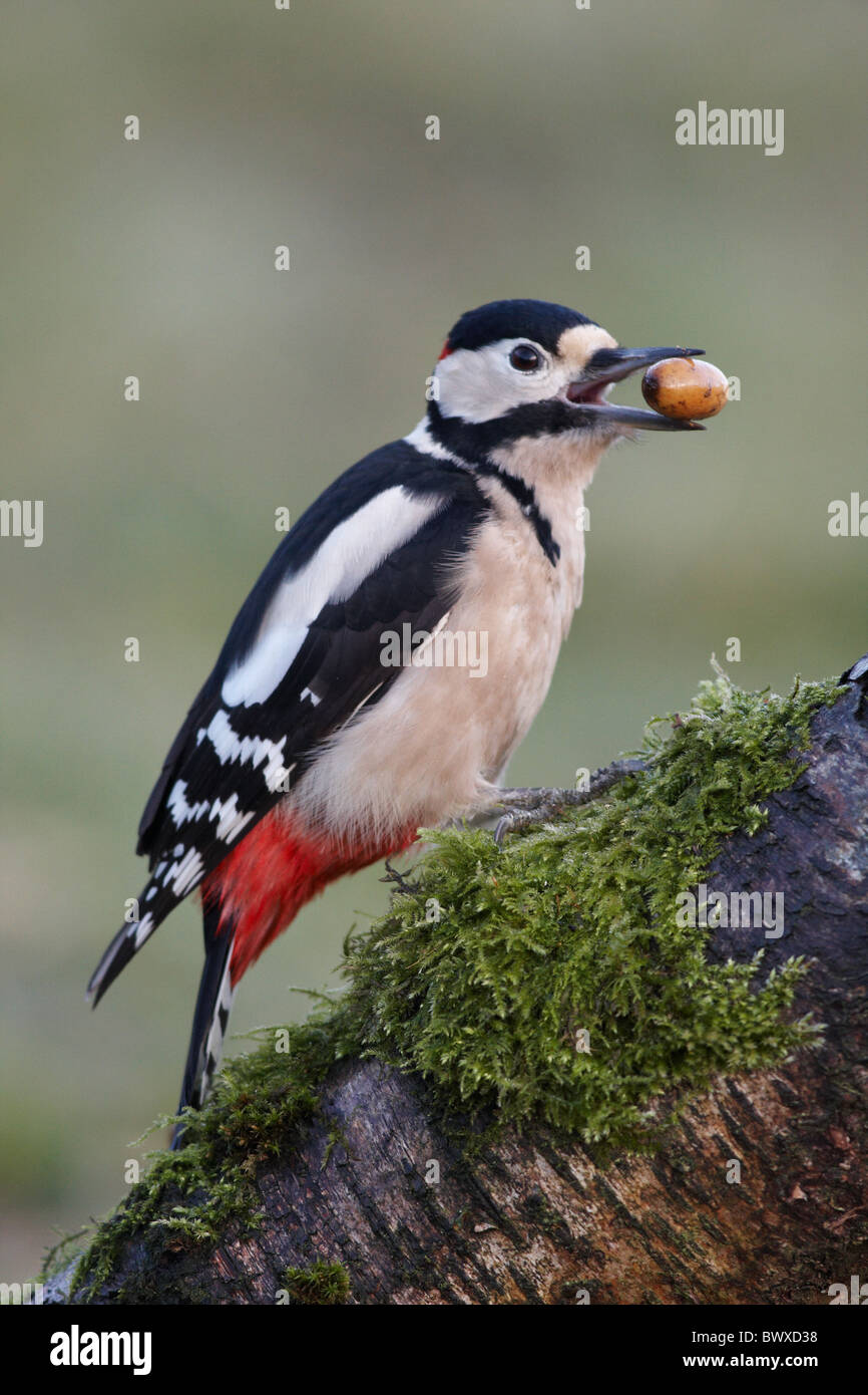 Greater Spotted Woodpecker (Dendrocopus major)  perched on branch in garden with acorn , Warwickshire, England, spring Stock Photo