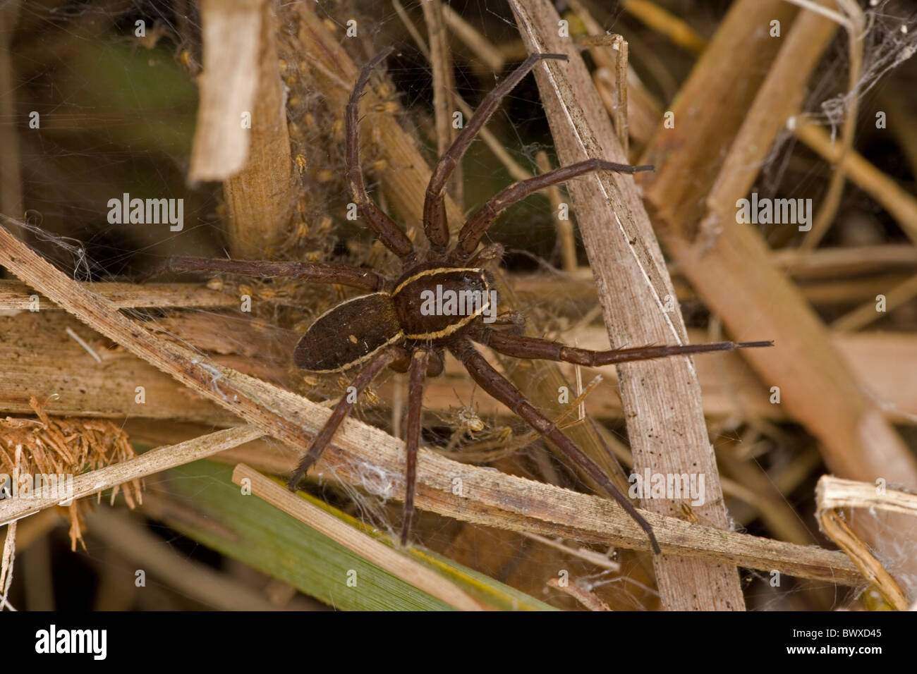 Fen Raft Spider (Dolomedes plantarius) Endangered Species with young Stock Photo