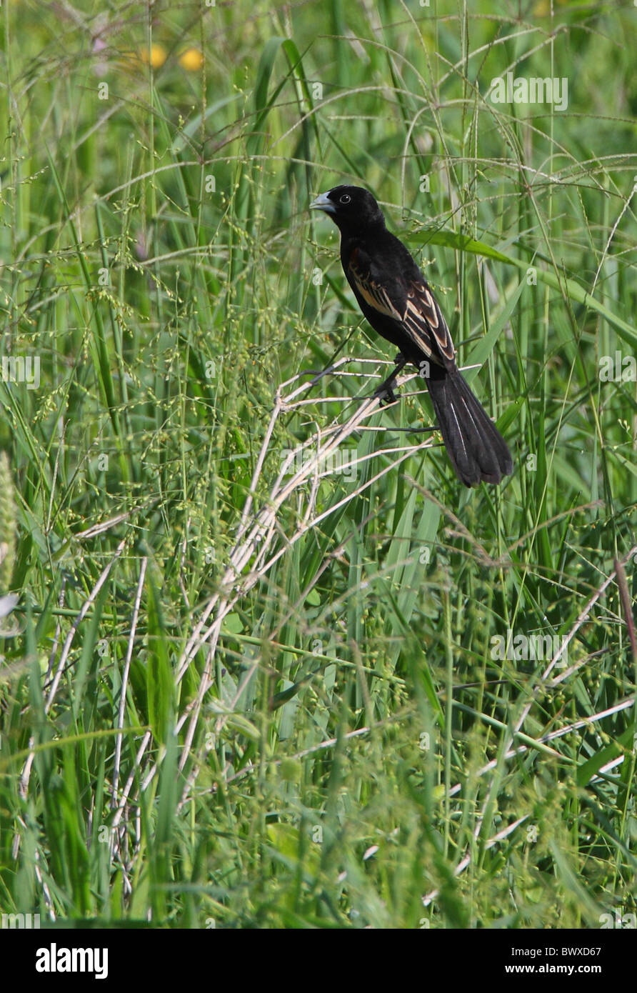 Fan tailed widow bird male hires stock photography and images Alamy