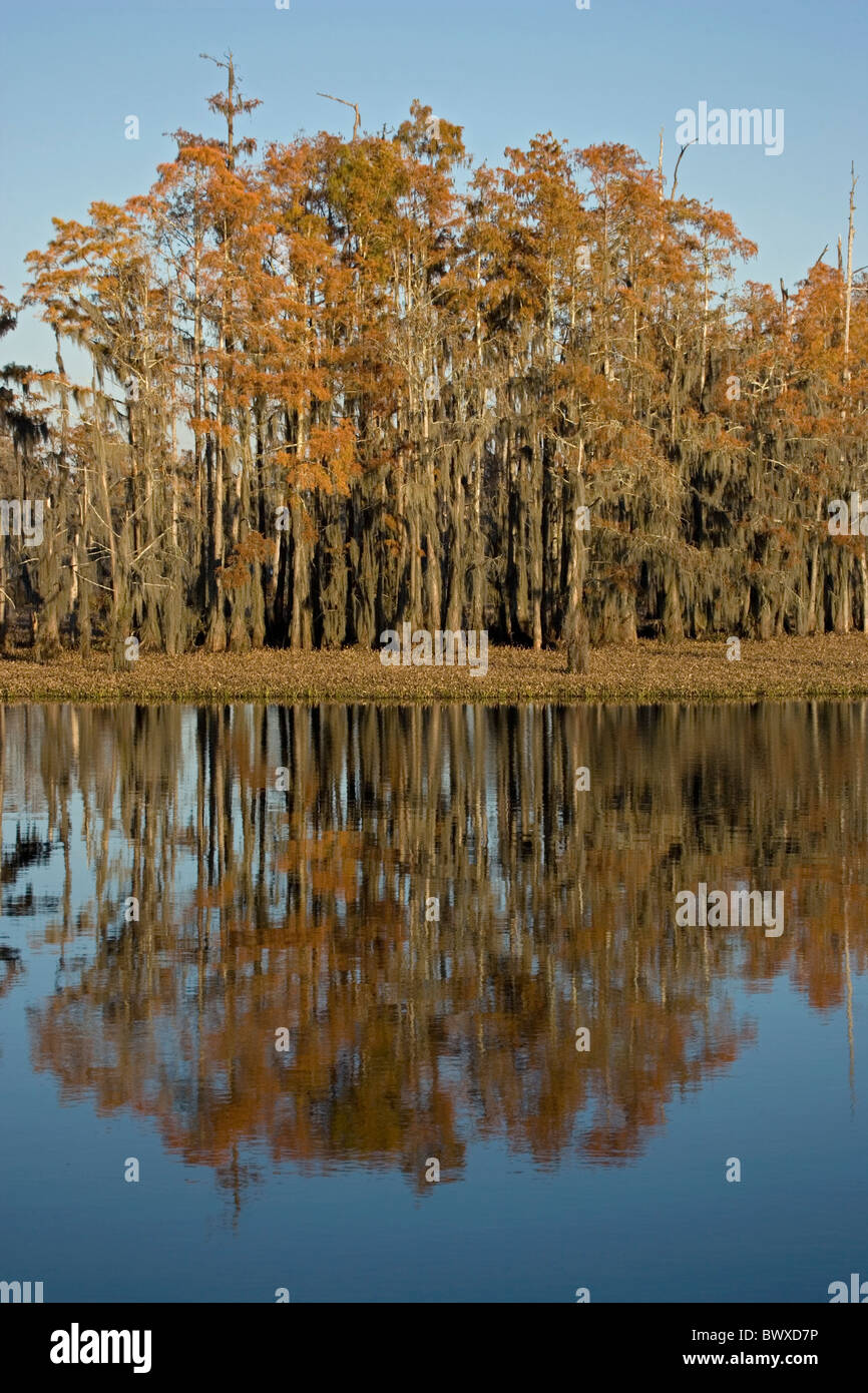 Bald Cypress Trees With Reflection in Louisiana Swamp (Taxodium distichum) - Louisiana - USA - Autumn Stock Photo