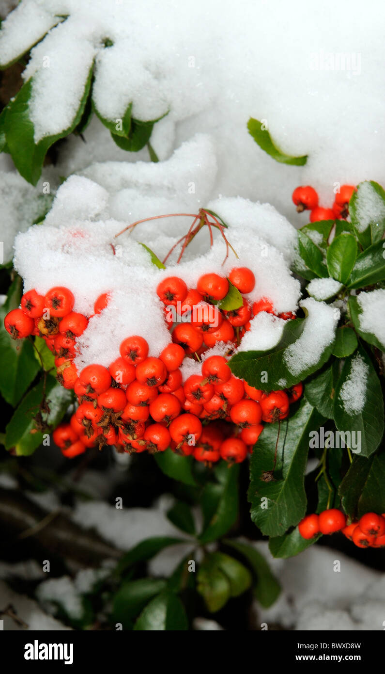 Red berries covered in snow on a Pyracantha Firethorn shrub Stock Photo ...
