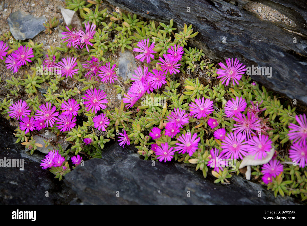 Pink Ice Plants, Delosperma patersoniae, Aizoaceae, Growing on a Rocky Beach, Tsitsikamma Nature Reserve, South Africa. Stock Photo