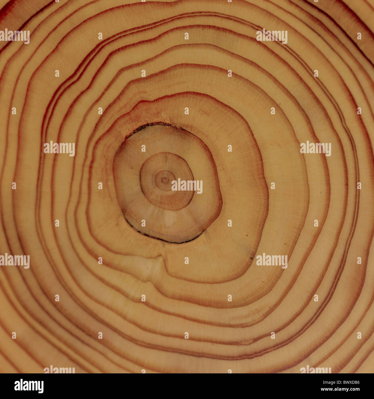 wood annual rings corrugated larch tree trunk structure grain Stock Photo