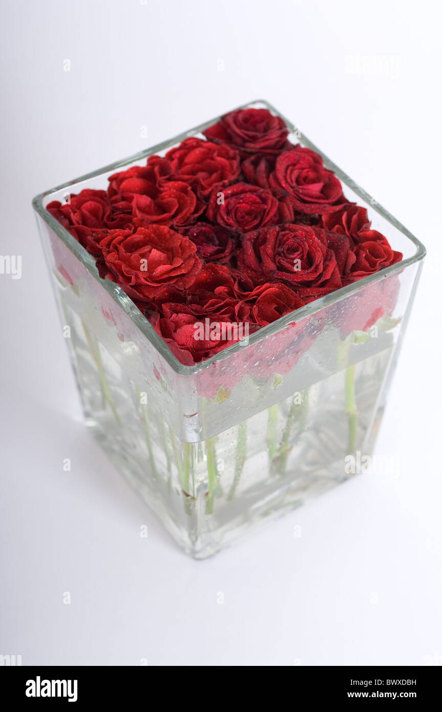 Cut red roses in a square glass vase presented as a modern centre piece Stock Photo Alamy
