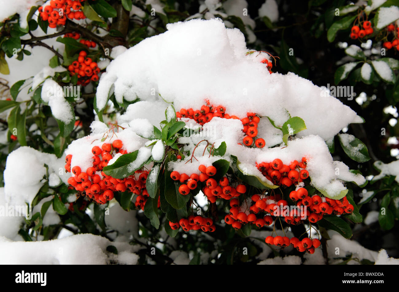 Red berries covered in snow on a Pyracantha Firethorn shrub Stock Photo