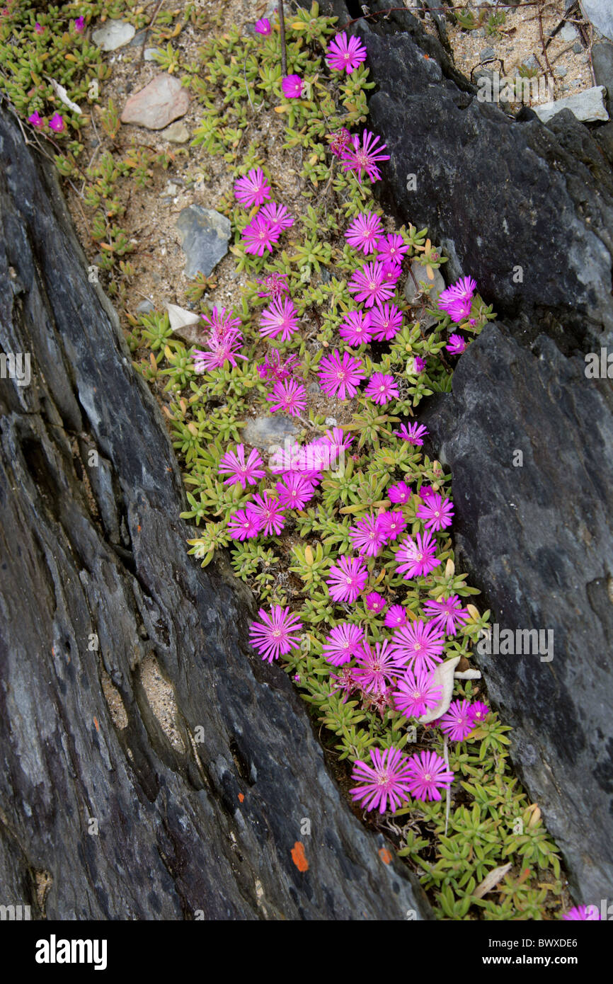 Pink Ice Plants, Delosperma patersoniae, Aizoaceae, Growing on a Rocky Beach, Tsitsikamma Nature Reserve, South Africa. Stock Photo