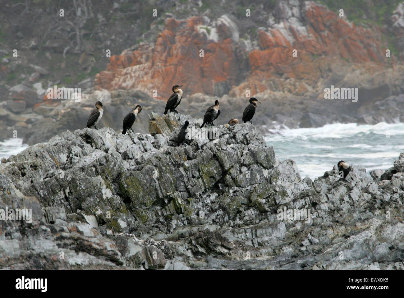 White-breasted Cormorants, Phalacrocorax lucidus, Phalacrocoracidae Storms River Mouth, Tsitsikamma Nature Reserve, South Africa Stock Photo