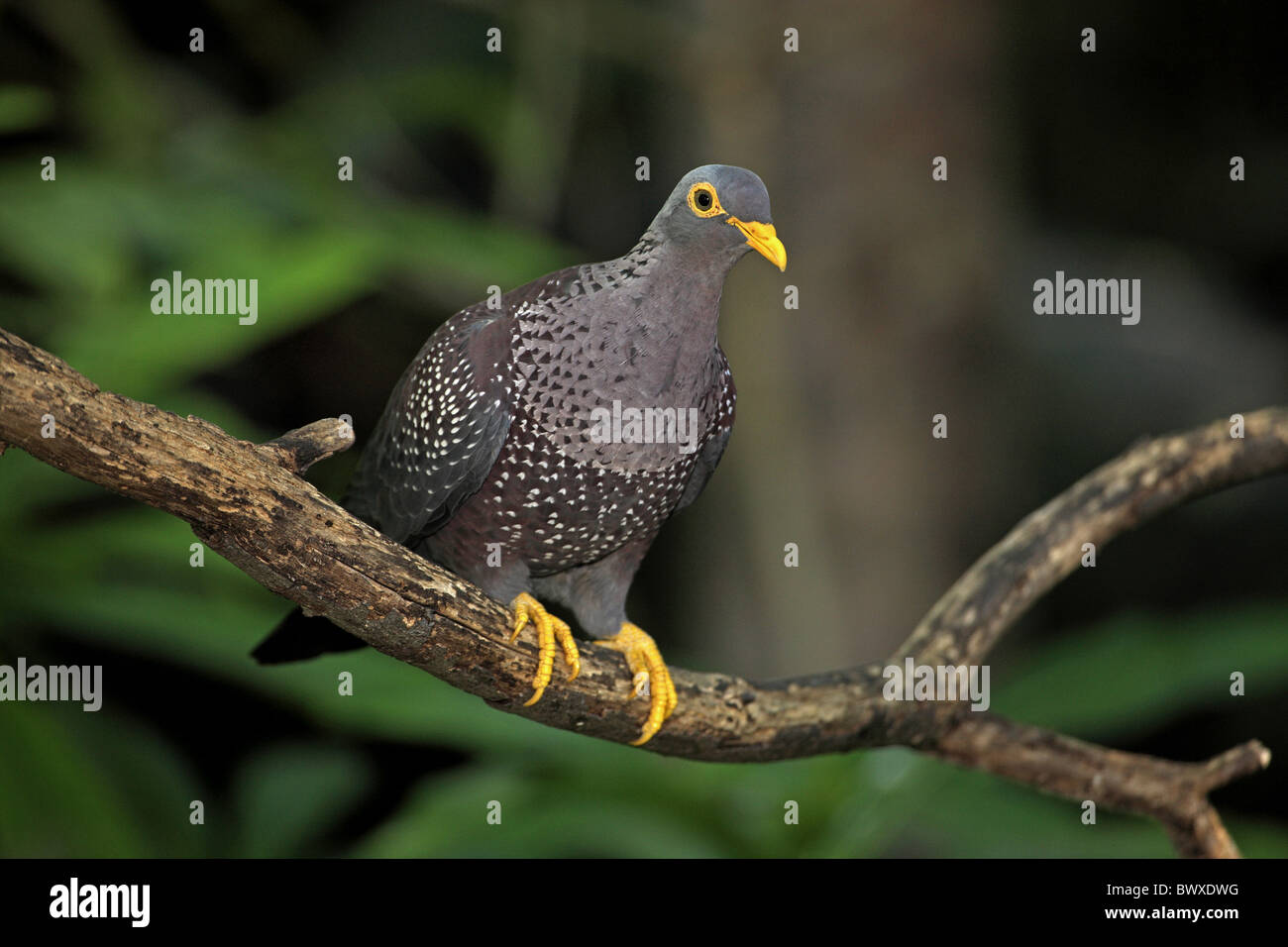 African Olive-pigeon (Columba arquatrix) adult, perched on branch Stock Photo