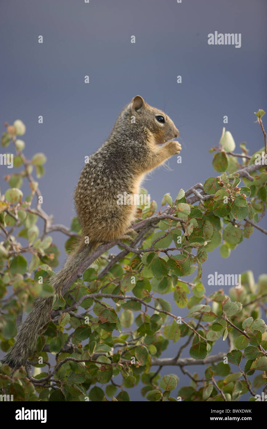 Rock Squirrel Spermophilus variegatus Arizona Stock Photo Alamy