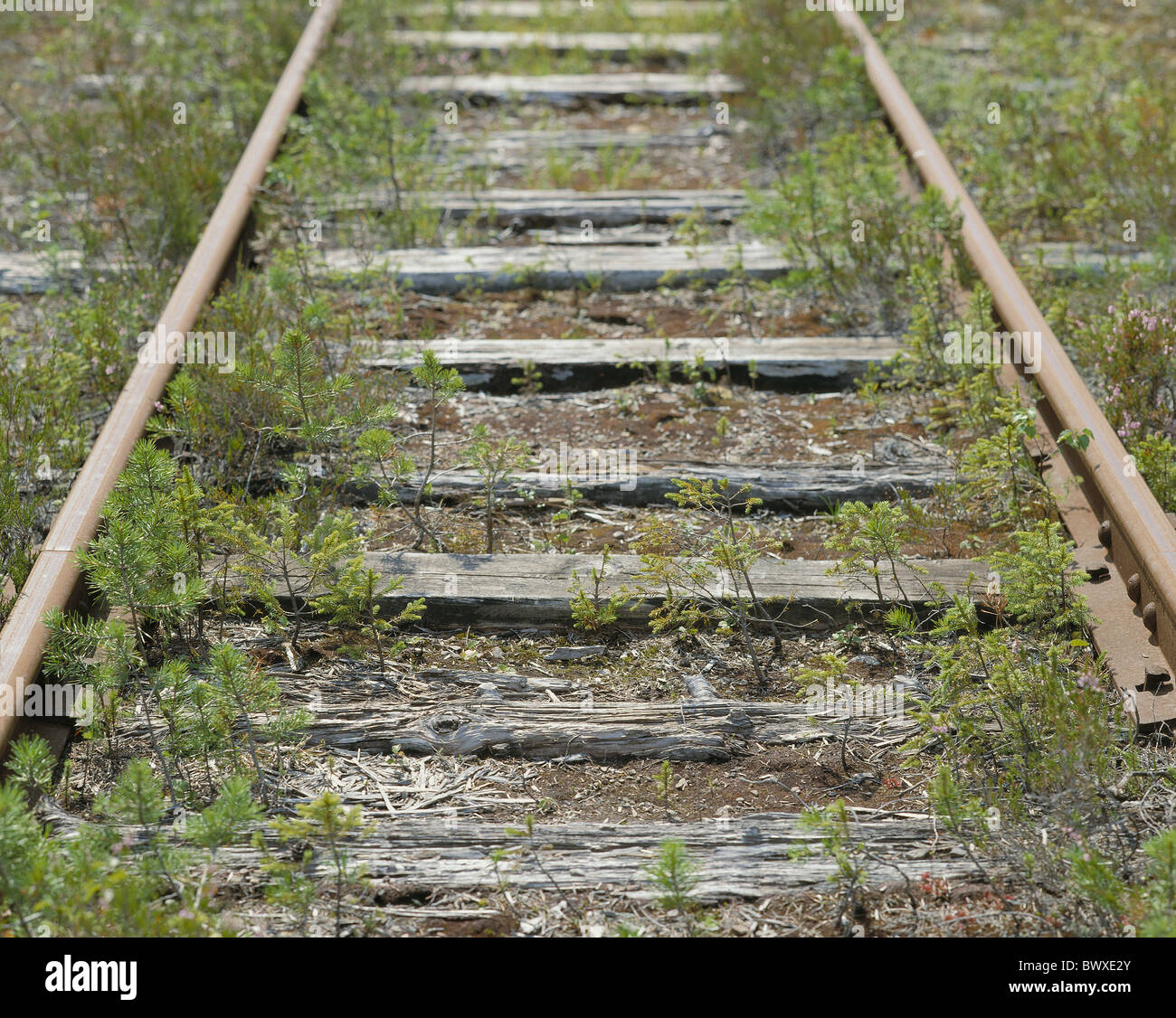 Unused Rusted Rails railway rails rails railroad rusty unused weed siding Stock Photo - Alamy
