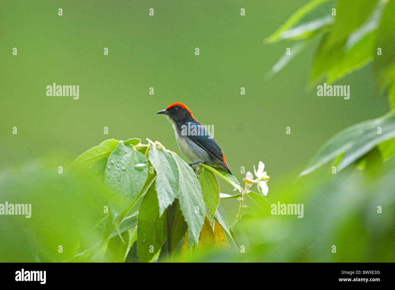 Scarlet-backed Flowerpecker (Dicaeum cruentatum) adult, perched on tree in tropical forest, Chaloem Phrakiat N.P., Thailand, may Stock Photo