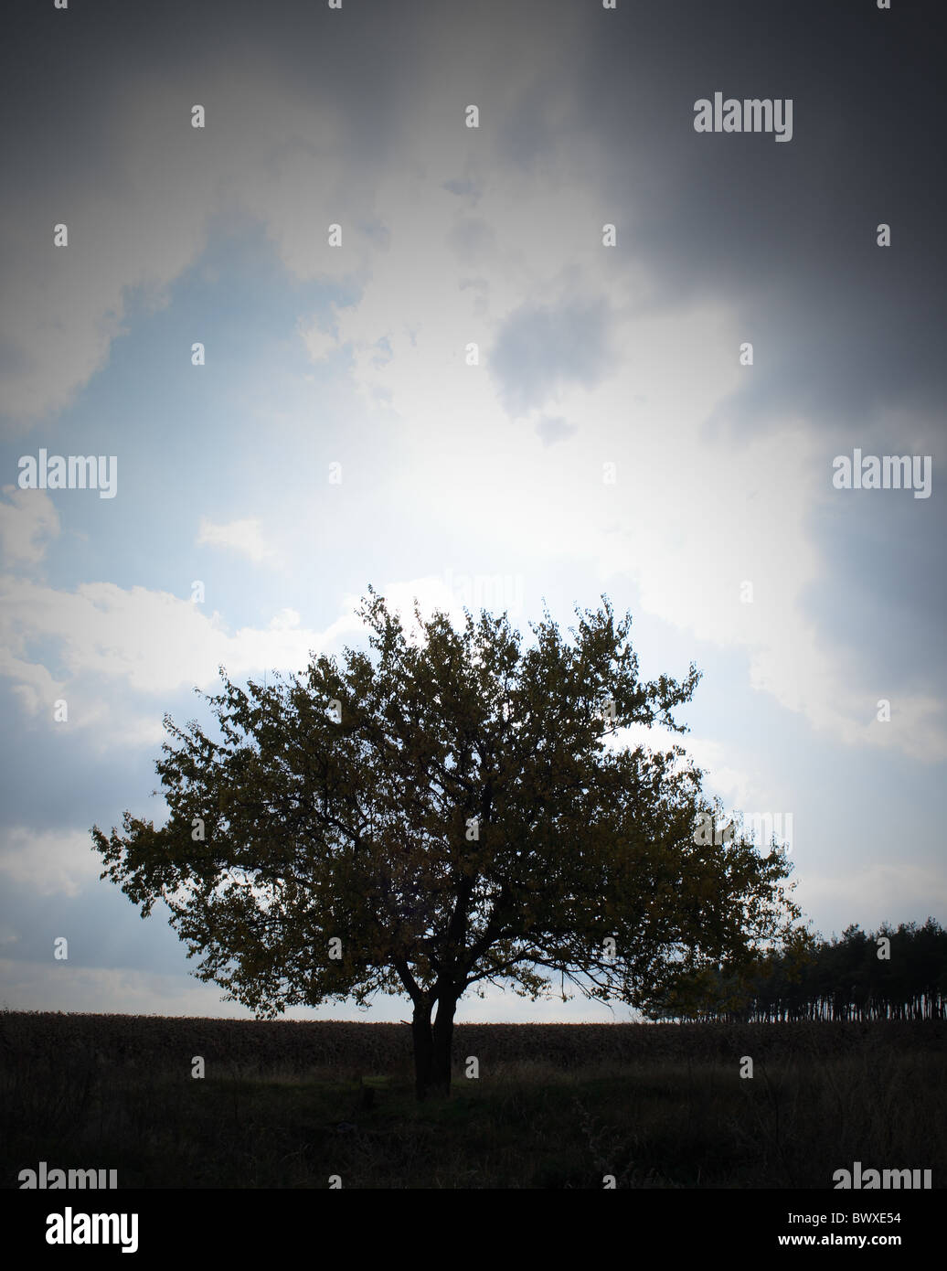 Lonely tree against sky background Stock Photo - Alamy