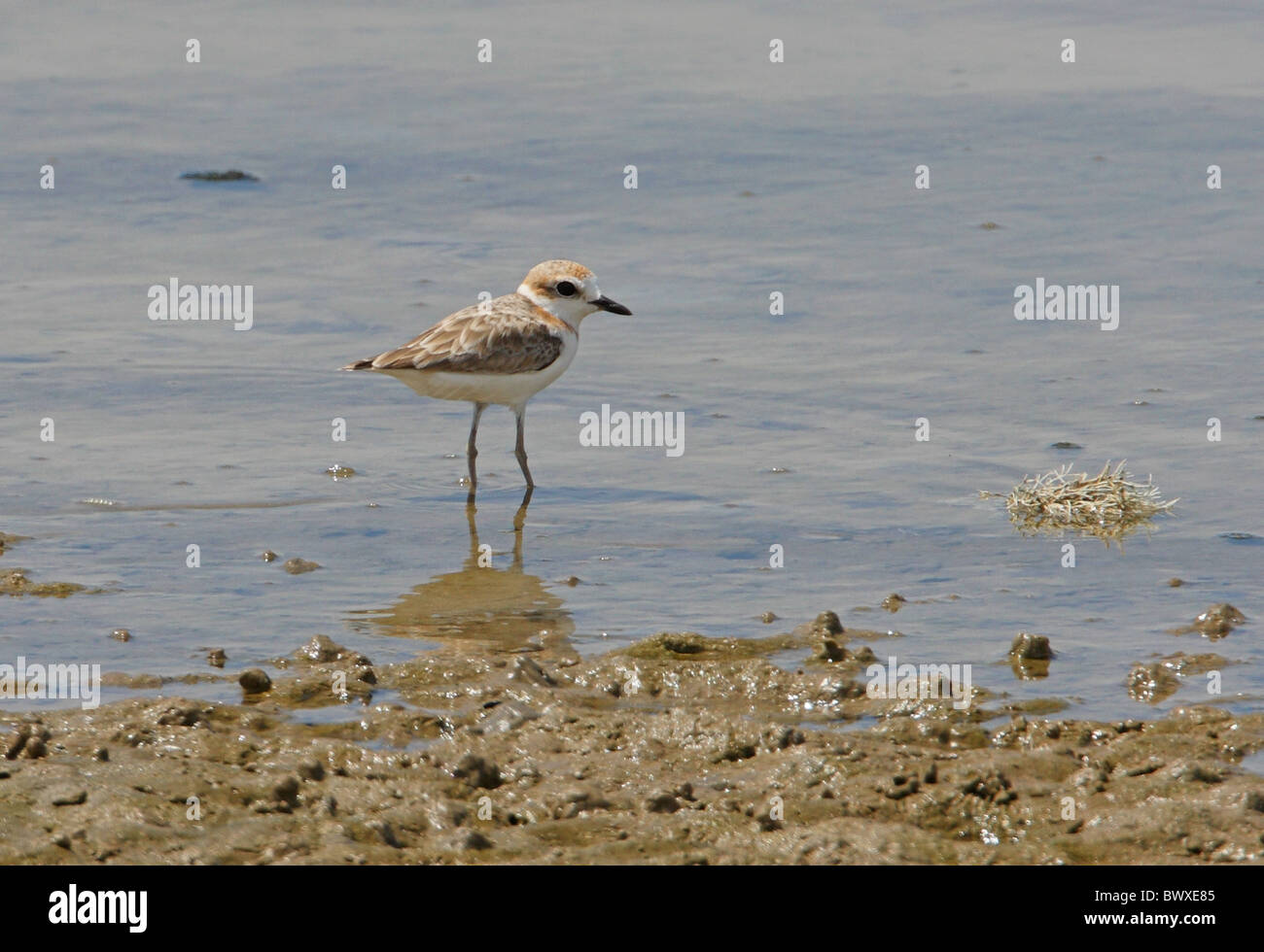 Malaysian Plover Charadrius Peronii Adult Standing In Shallow Water Sabah Borneo Malaysia January Stock Photo Alamy