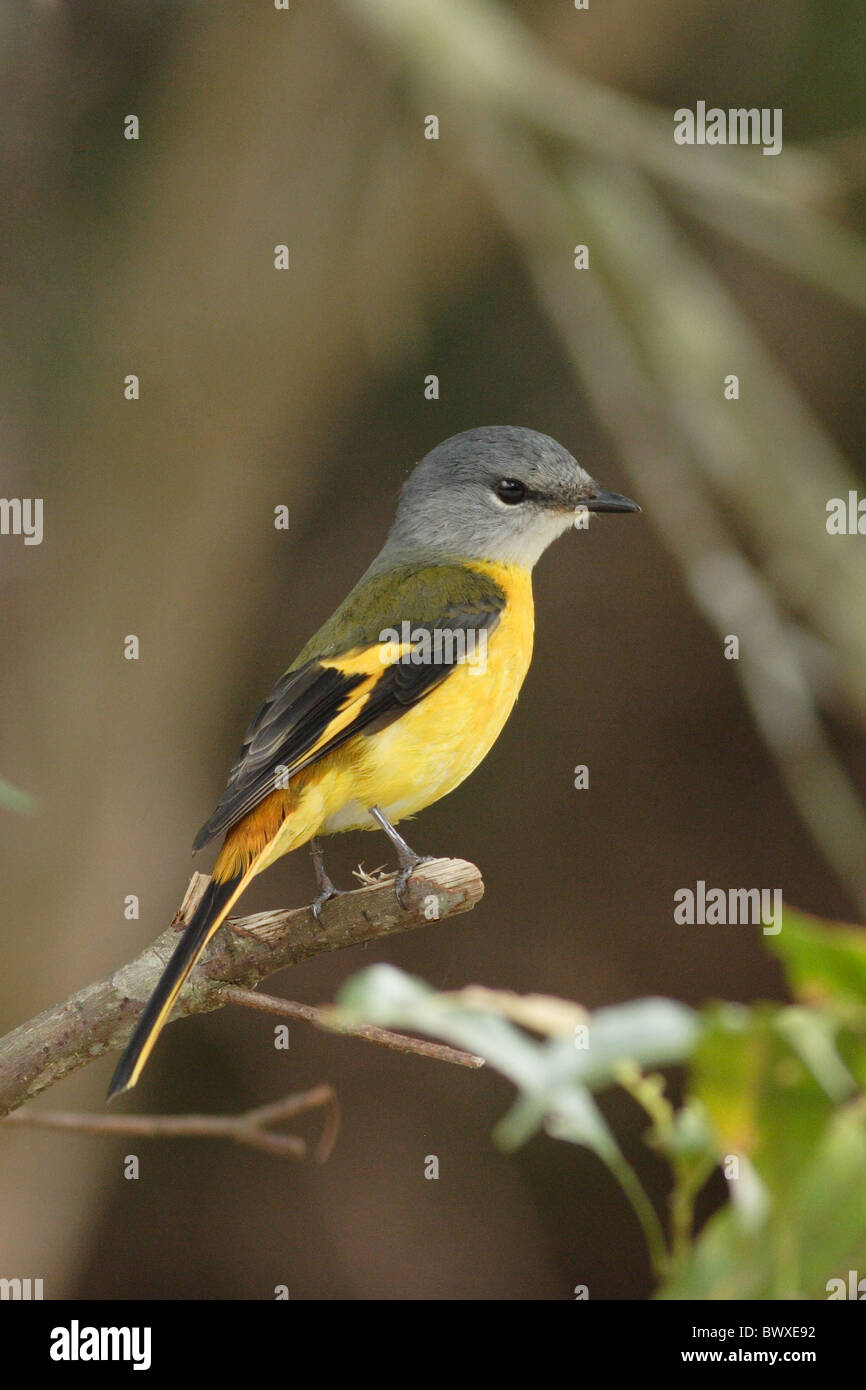 Grey-chinned Minivet (Pericrocotus solaris) adult female, perched on branch, Jianfengling, Hainan, China, november Stock Photo