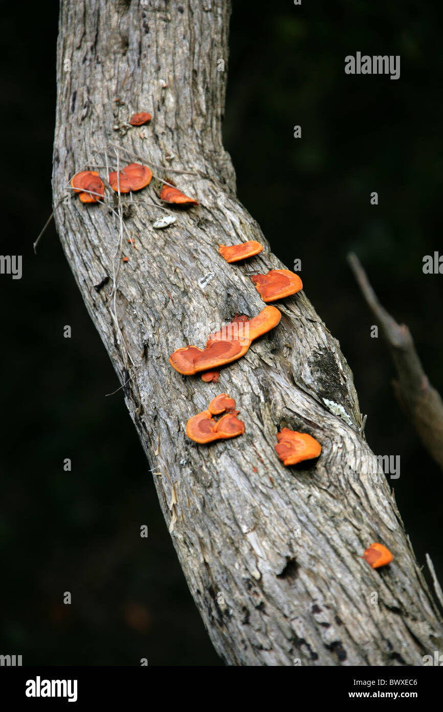An Orange Bracket Fungus, Pycnoporus sanguineus, Polyporaceae. Tsitsikamma Nature Reserve, South Africa. Stock Photo
