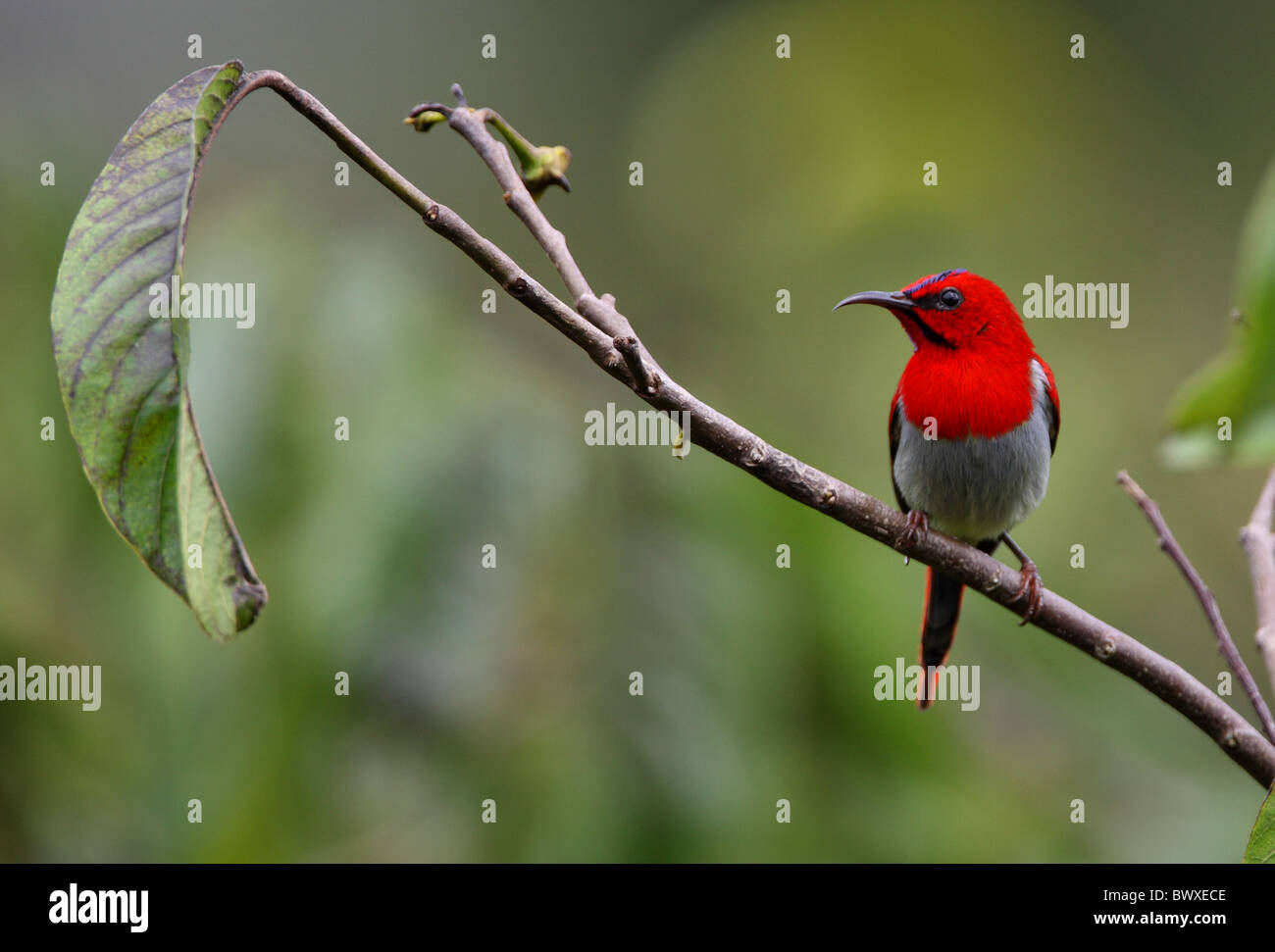 Temminck's Sunbird (Aethopyga temminckii) adult male, perched on twig, Sabah, Borneo, Malaysia, january Stock Photo