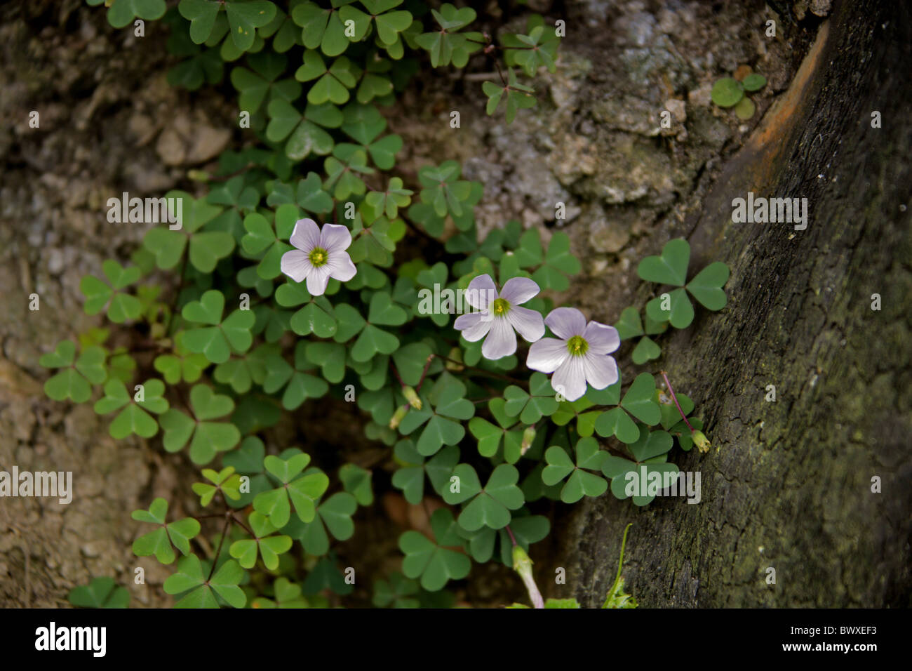 A Pale Lilac Sorrel, Oxalis sp., Oxalidaceae, Tsitsikamma Nature Reserve, South Africa. Stock Photo