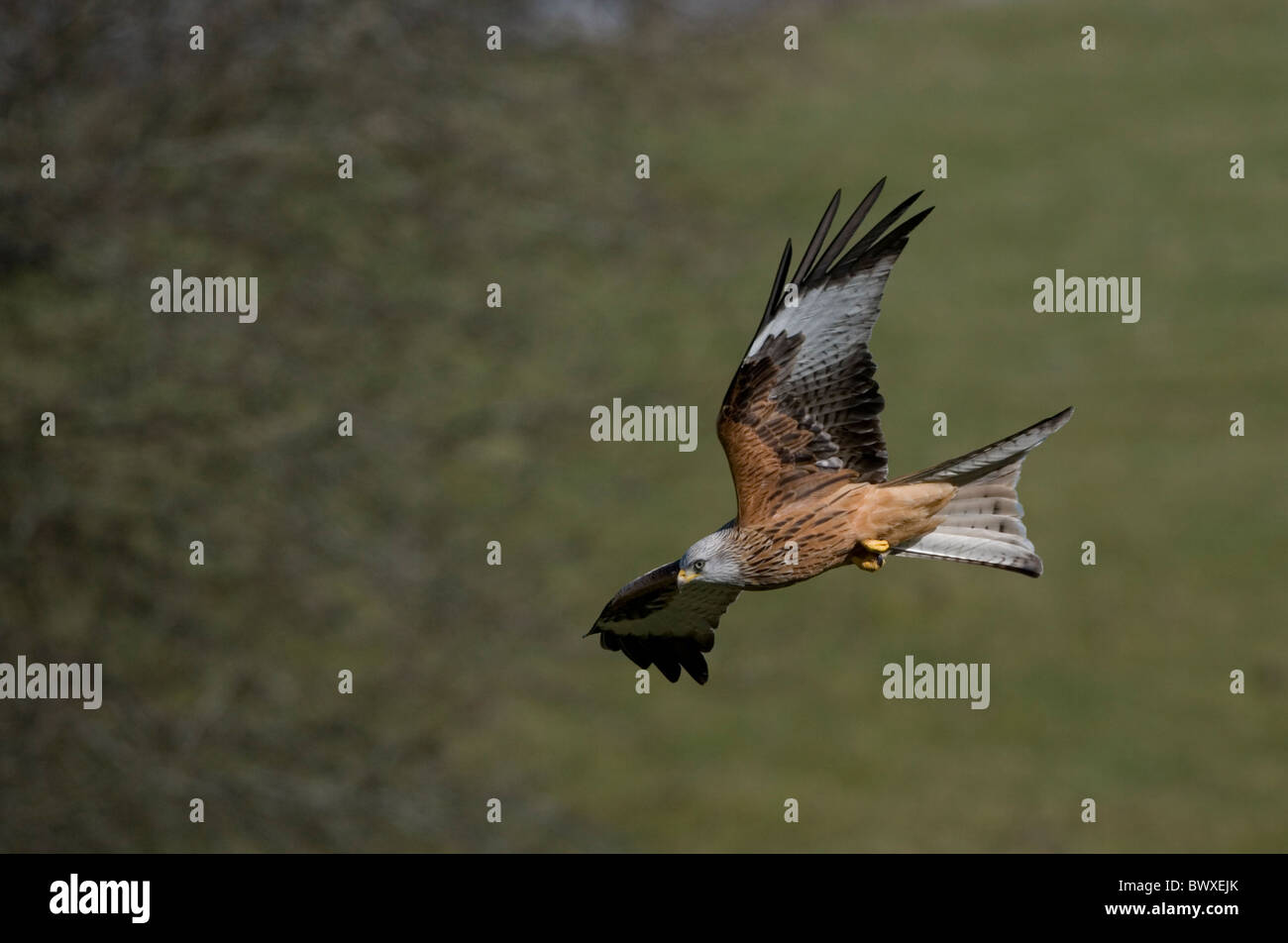 Red Kite (Milvus milvus) Wales - UK - Protected in the UK and increasing its range Stock Photo