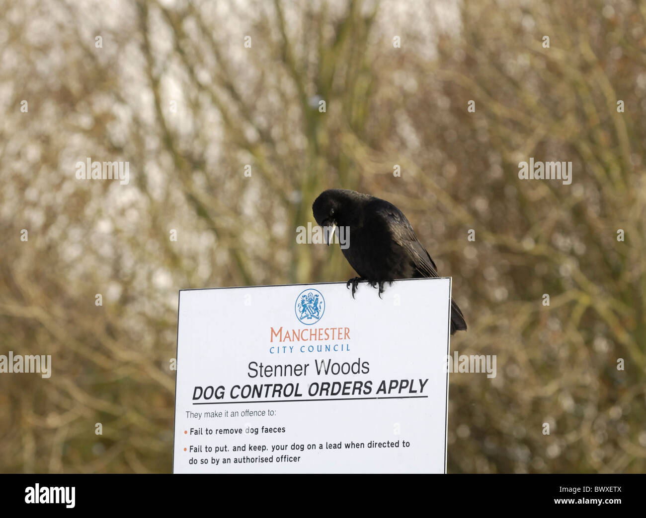 crow standing on sign warning about dog control Stock Photo