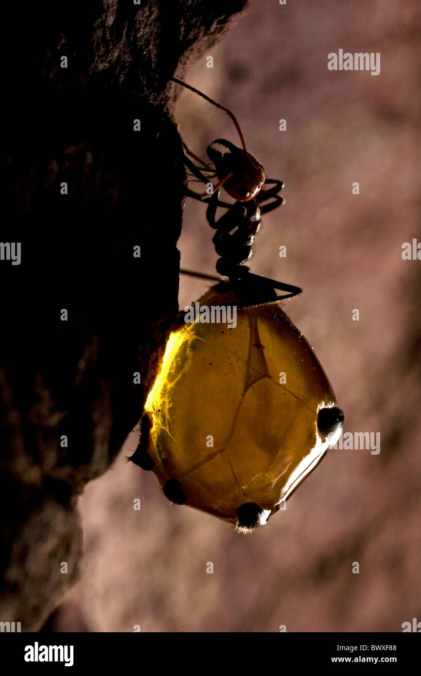 Honeypot ants america hires stock photography and images Alamy