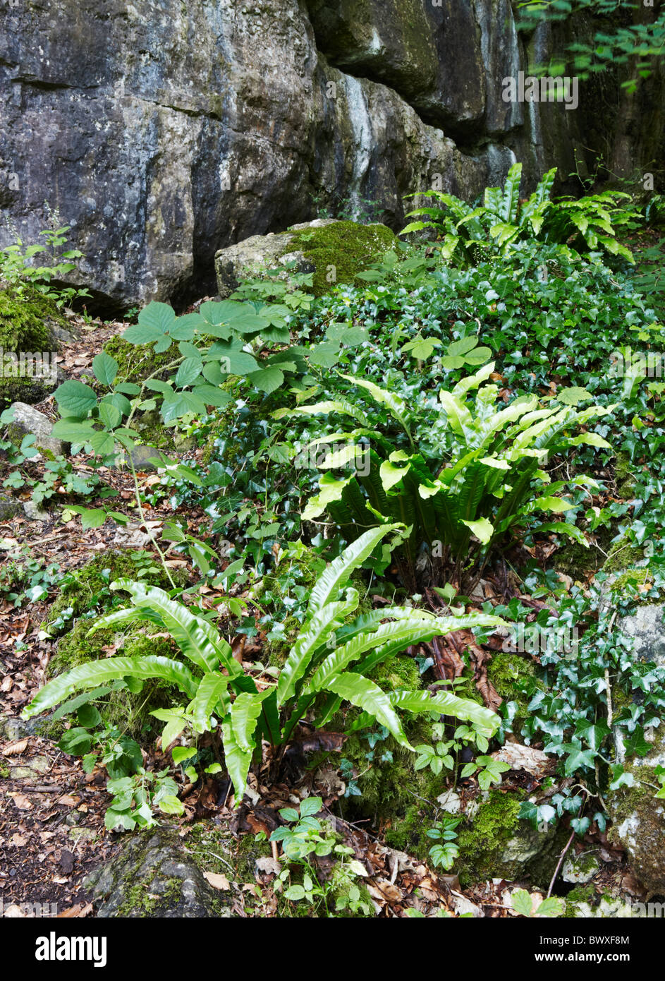 Hart's tongue fern Asplenoium scolopendrium growing in a disused quarry in Silverdale, Lancashire Stock Photo