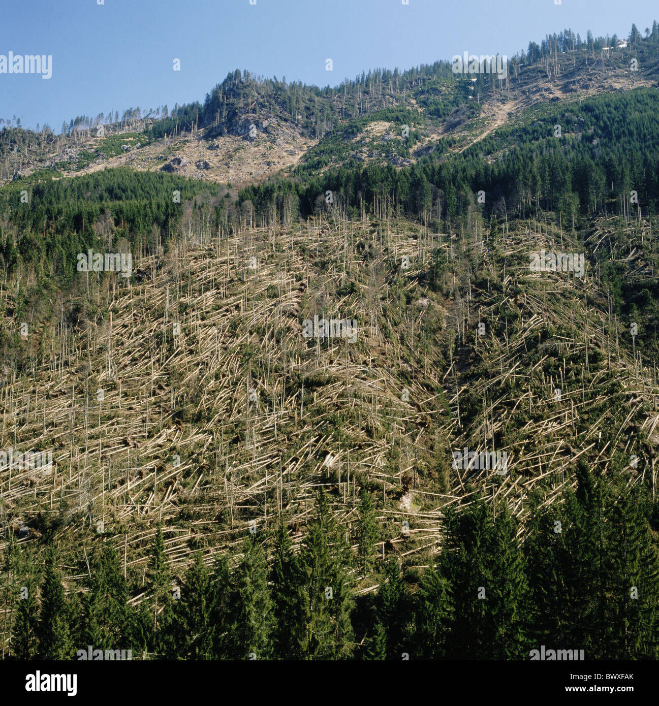 slope Glarus Schwanden Switzerland Europe storm damages littered covered snapped bent trees Stock Photo