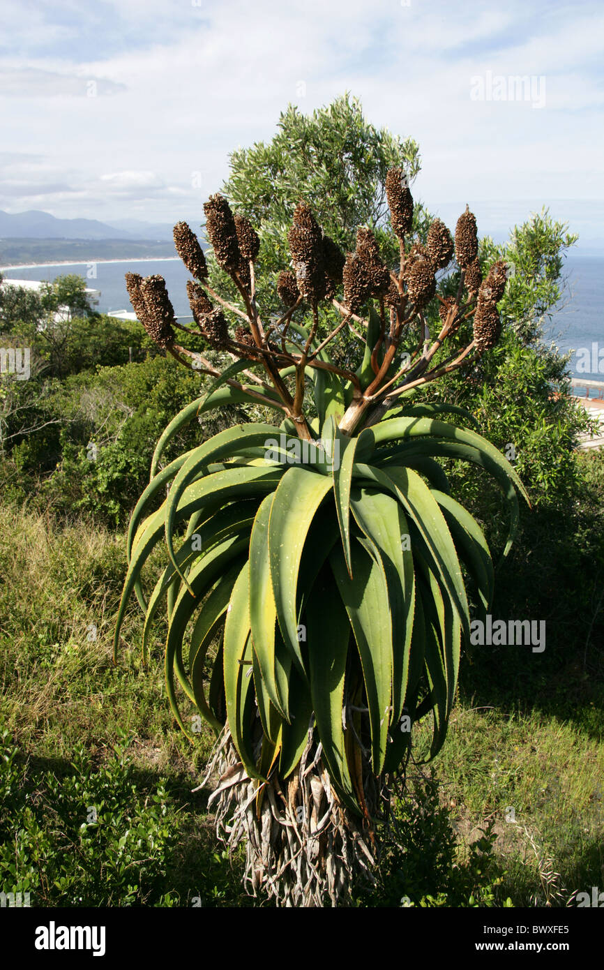 Aloe Plant, Plettenburg Bay, Western Cape Province, South Africa. Stock Photo