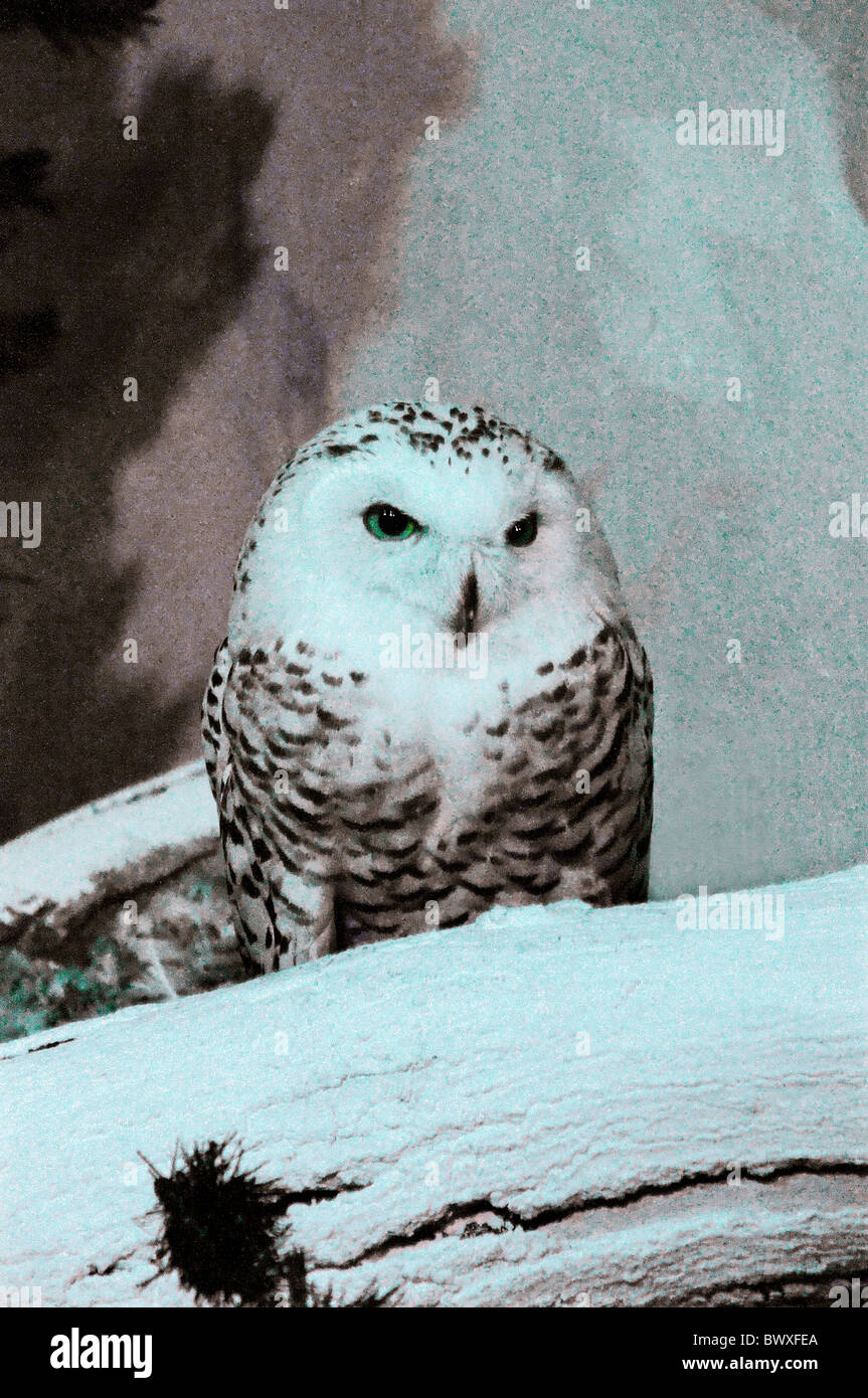 Portrait of snowy white owl Stock Photo