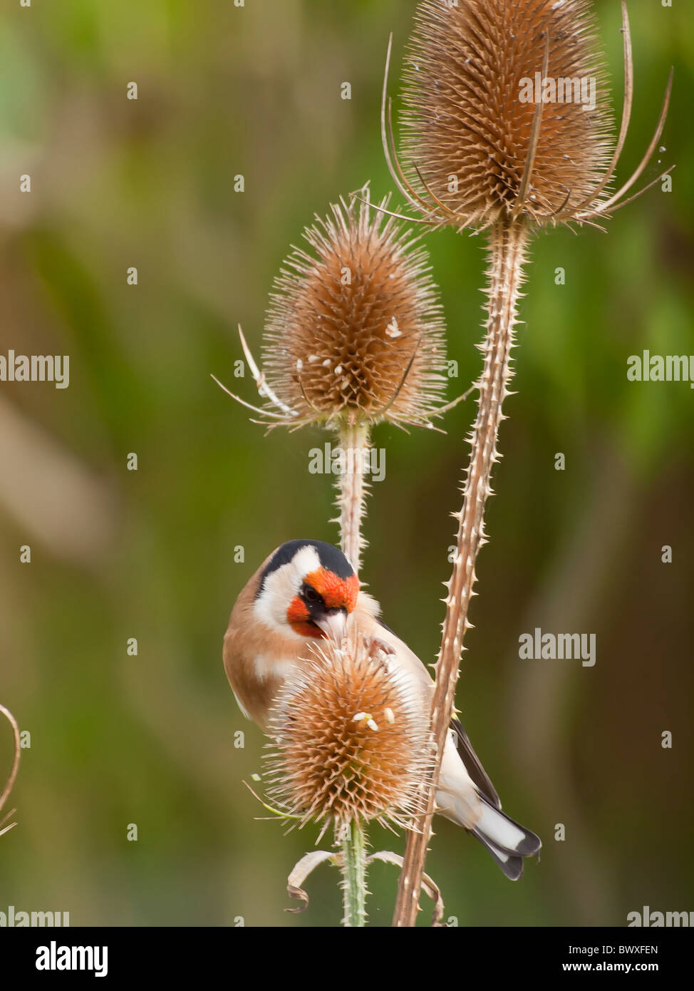 Goldfinch on a Teasel Stock Photo - Alamy