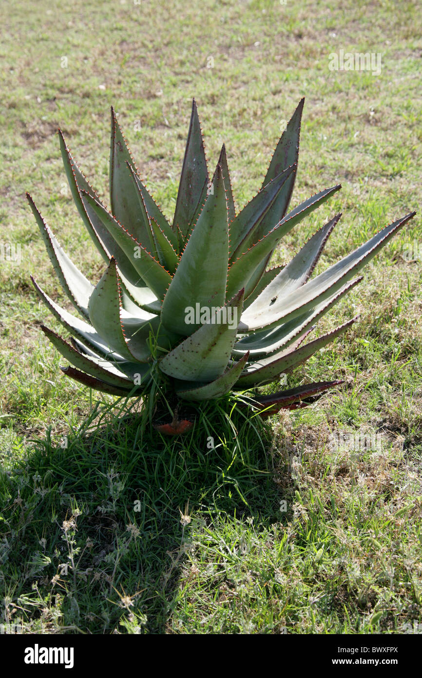 Aloe ferox, Asphodelaceae, South Africa Stock Photo