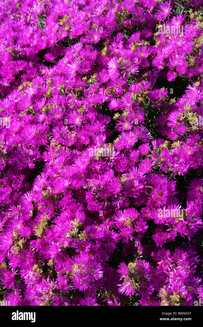 Rosae Ice Plant, Drosanthemum hispidum, Aizoaceae. Plettenberg, South Africa. They are known commonly as dewflowers or vygies. Stock Photo